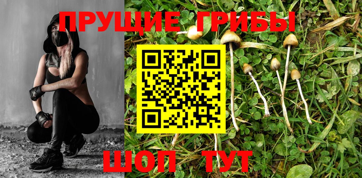 Псилоцибиновые грибы мицелий Мегион